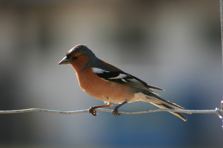 vink in wanaka