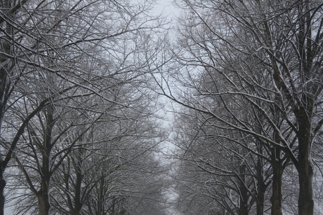 Besneeuwde bomen