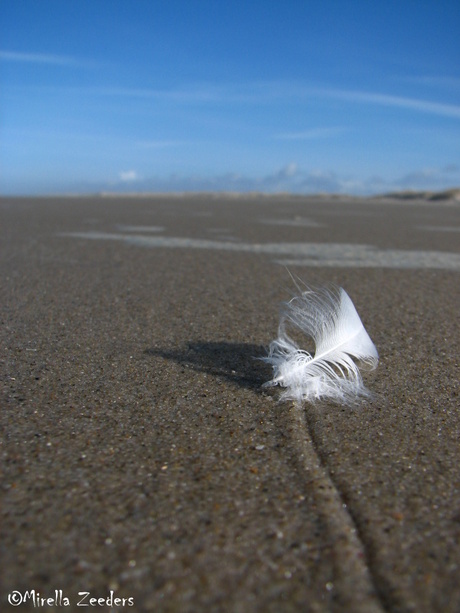 Lonely feather