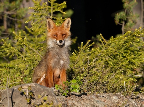 Chilling in the evening sun