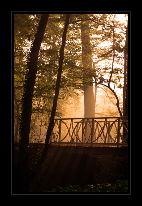 Zonnestralen in het Bos