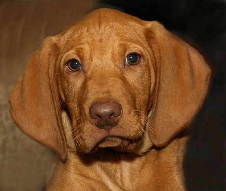 vizsla pup