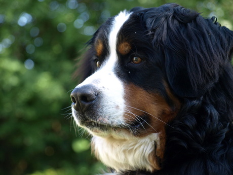 Mijn Berner Sennen