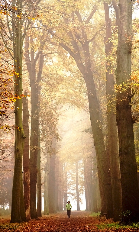 jogger in het bos