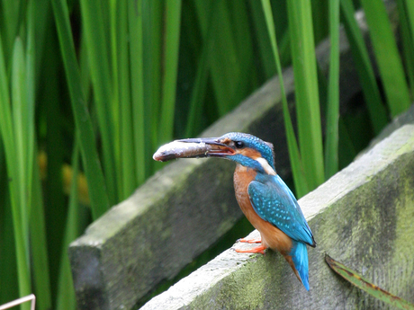 IJsvogel met visje