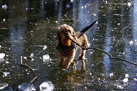 Mijn hond