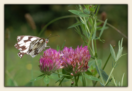 Natuur