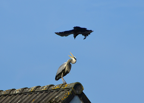 Reiger versus kraai