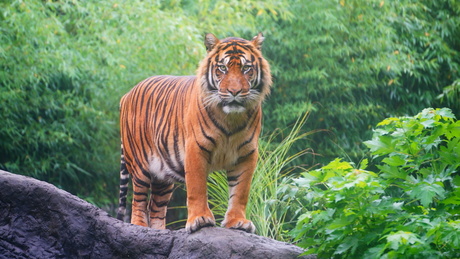 Tijger in Blijdorp