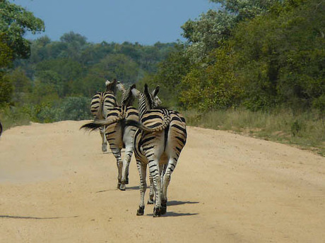 Een paar zebra's