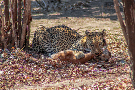 Luipaard die een impala-jong heeft gedood