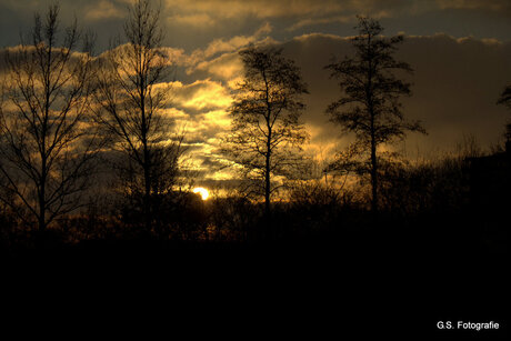 Boomshilouet bij zonsondergang