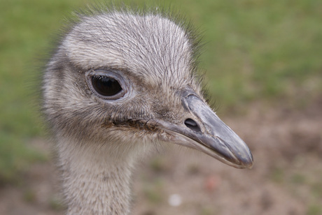 Blijdorp dierentuin