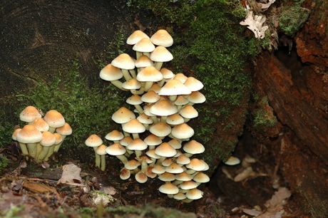 paddestoelen