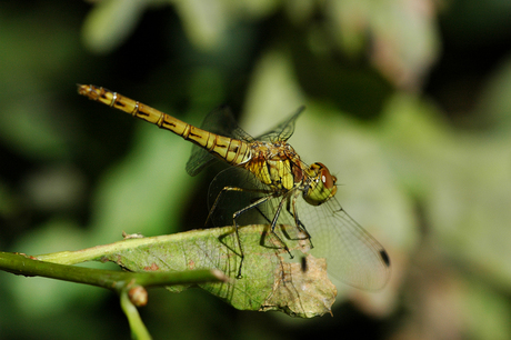 Libelle op blad