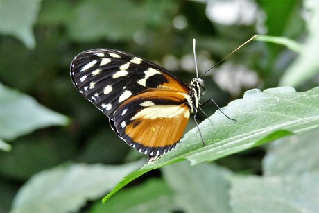 P1390806 Bendorf Vlindertuin nr3 13juni 2016