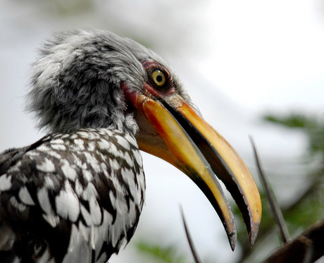 Yellow billed Hornbill