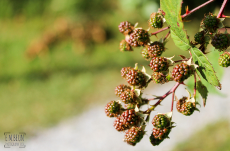 Blackberries