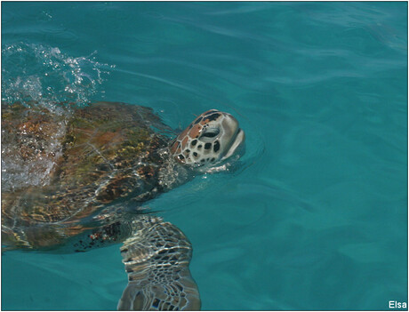 Schildpad nabij Barbados