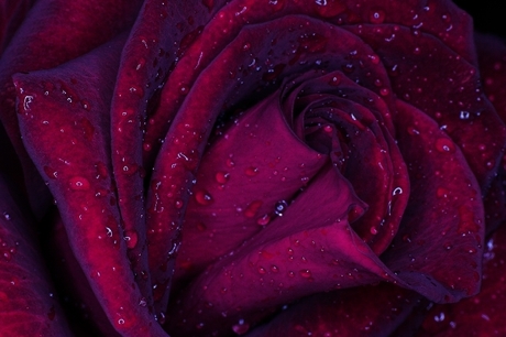 Another Rainy Rose