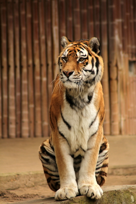 Siberische tijger