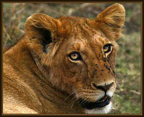 Jonge leeuw in Masai Mara Kenia