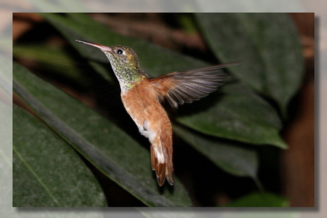 Kolibri in vlucht