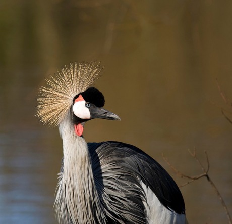 Kraanvogel