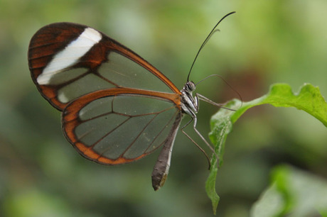 doorzichtige vlinder