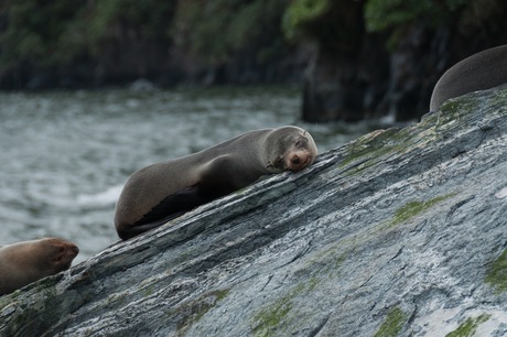 Ontspannen zeehonden