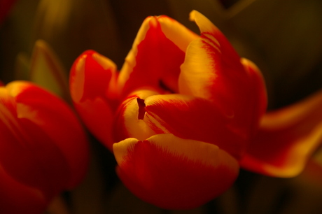 Tulpen