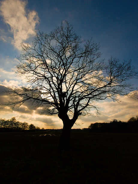 silhouette of a tree