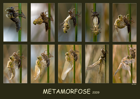 Metamorfose 2009