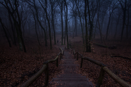 stairs to a magical forest