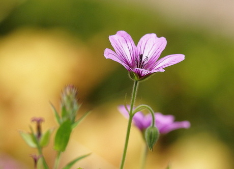 Geranium