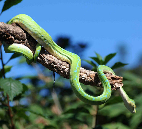 Groene boompython