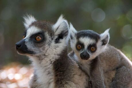Ring-tailed lemur with young