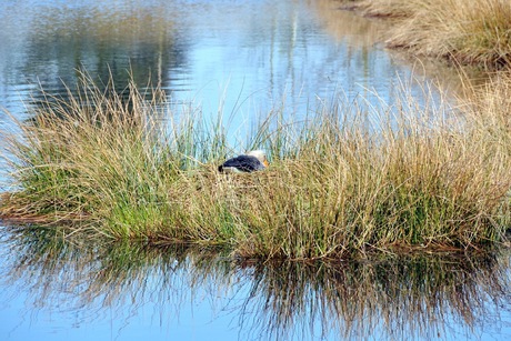 Niet storen er wordt gebroed!