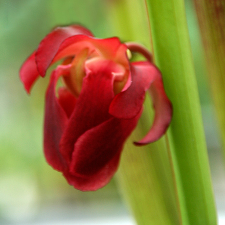 GROEN ROOD