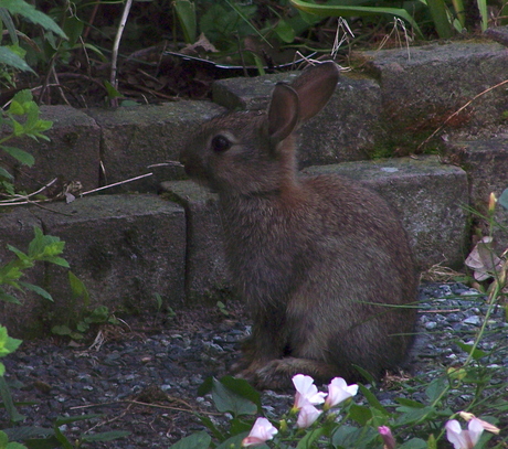 Peter Rabbit