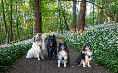 Onze roedel in Raspaillebos