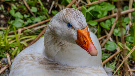 Broedende gans