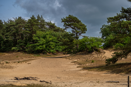 Duinen