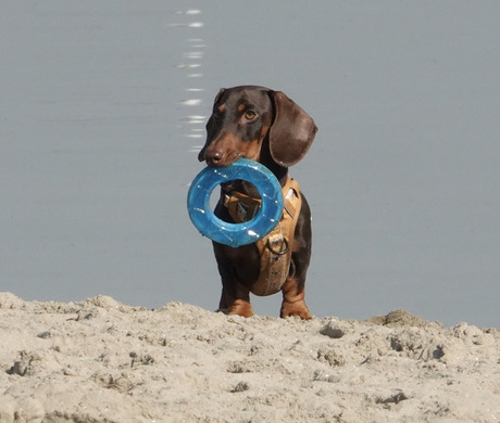 Teckel op het strand
