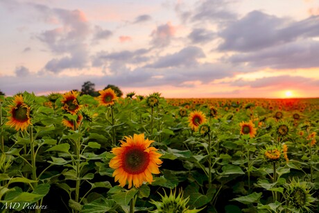 Tijdens zonsondergang...