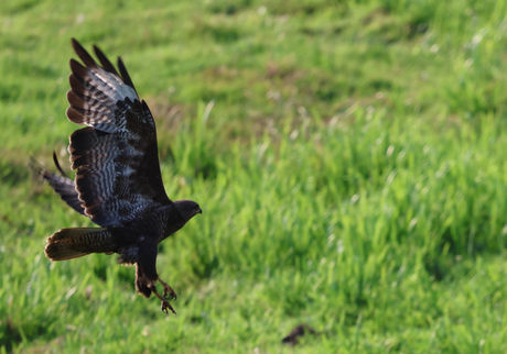 Buizerd