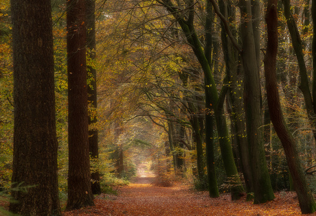 Het Speulderbos 