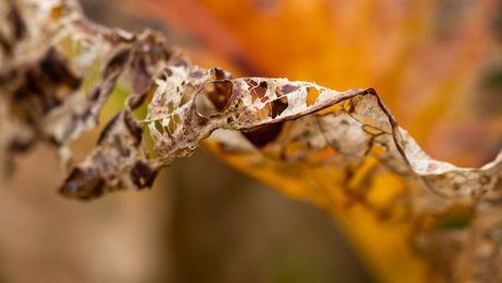 Einde van een hosta