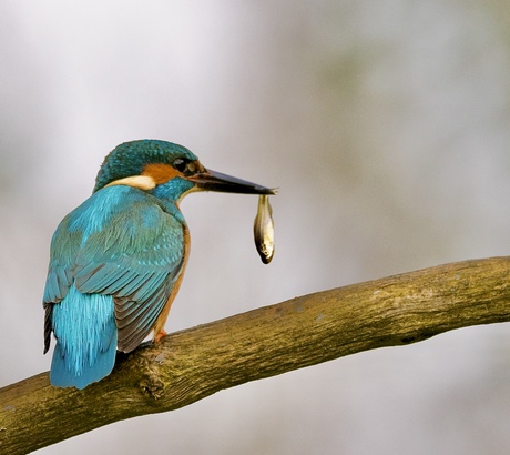 IJsvogel 