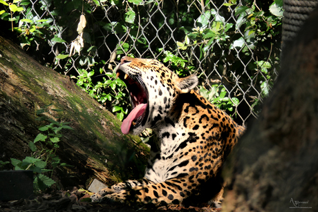 Jaguar 